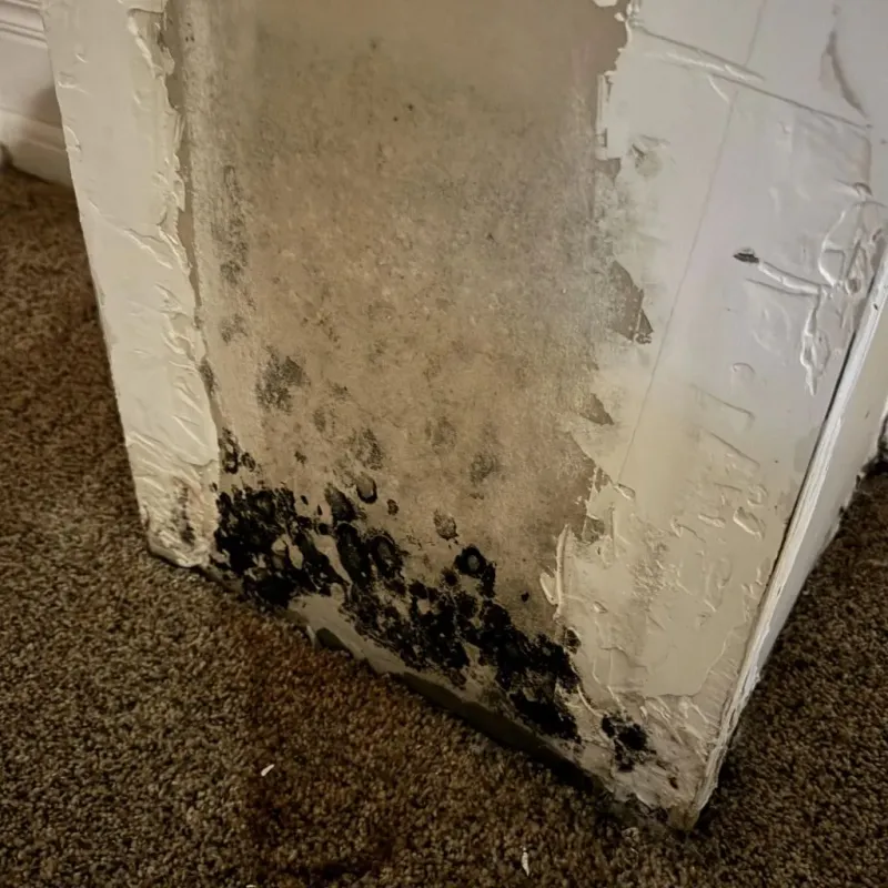 Professional Mold Removal in Piedmont, AL